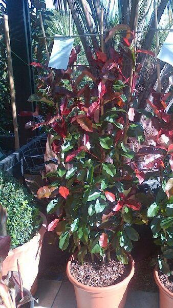 Photinia Red Robin Frames, Climbers UK