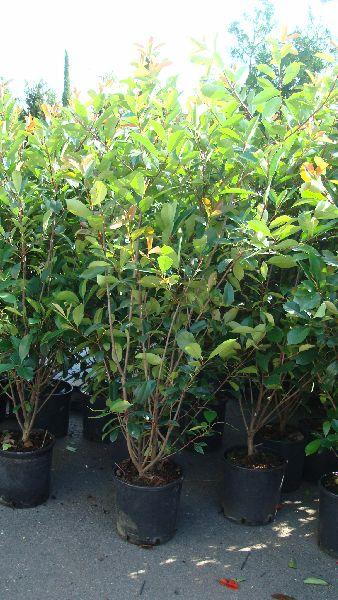 Photinia Red Robin Shrubs for Hedging - Buy Online, London UK