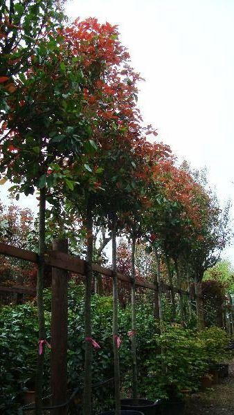 Photinia Trees for sale, Buy Online, UK