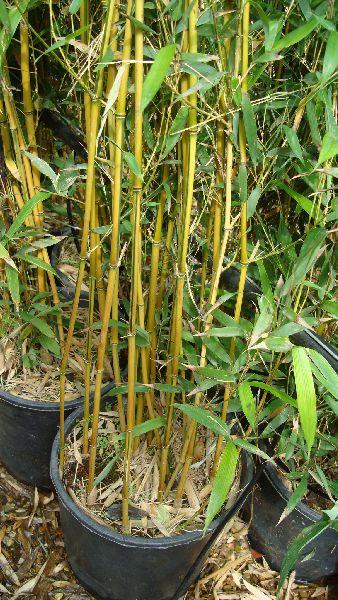 Phyllostachys Aureosulcata Bamboo Stems, UK