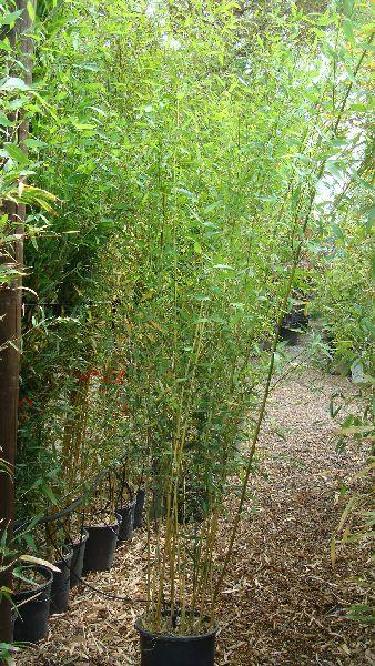 Phyllostachys Aureosulcata Bamboos, Buy Online Uk