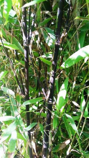 Black Stemmed Bamboo, 2m height, Bamboo Plants for sale UK delivery