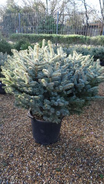 Picea Pungens Globosa, among the more impressive of Low Growing Pines