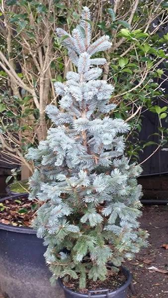 Colorado Spruce trees for sale online at our London nursery, delivered throughout the UK