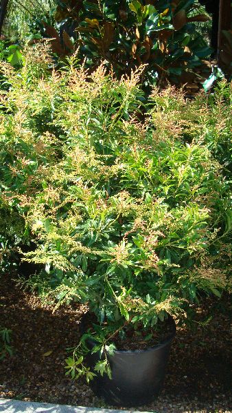 Pieris Forest Flame, Evergreen Shrubs for sale UK