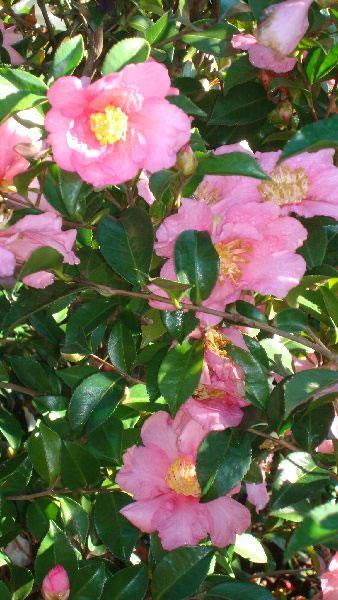 Camellia Sasanqua Cleopatra Pink for sale at our London garden centre, UK