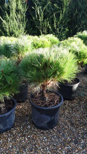Pinus Densiflora Alice Verkade, Ornamental Conifers, UK