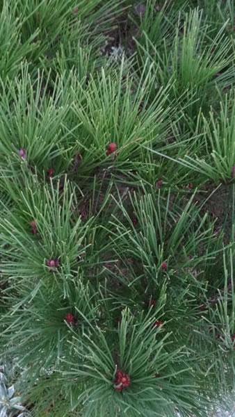 Dwarf Japanese Red Pine trees to buy online in London UK