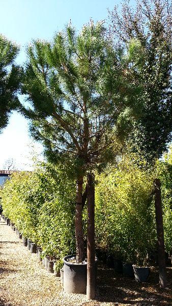 Pinus Pinea, Mediterranean Stone Pine