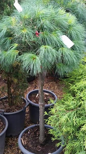 Eastern White Pine trees for sale online at our London plant centre, UK