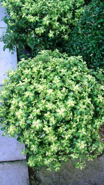 Pittosporum Goldstar, Pittosporums UK