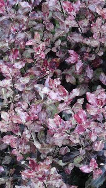 Pittosporum tenuifolium tom thumb for sale London garden centre UK