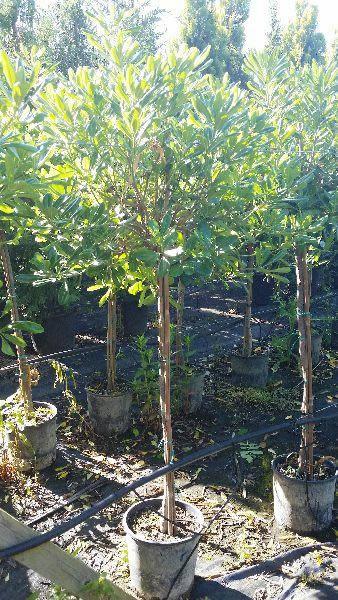 Pittosporum Tobira Nana tree - buy online from our London plant centre, UK