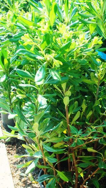 Pittosporum Tobira Shrub, Trees and Shrubs, London, UK - nationwide delivery UK