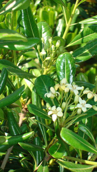 Pittosporum Tobira, Japanese Mock Orange - for sale online.  Evergreen Shub Specialists, Hardy Shrubs London UK