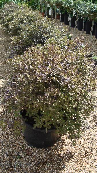 Pittosporum Tom Thumb, Shrubs London - buy online