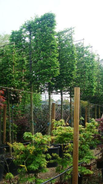 Carpinus Betulas Pleached, Pleached Hornbeam Trees, London UK