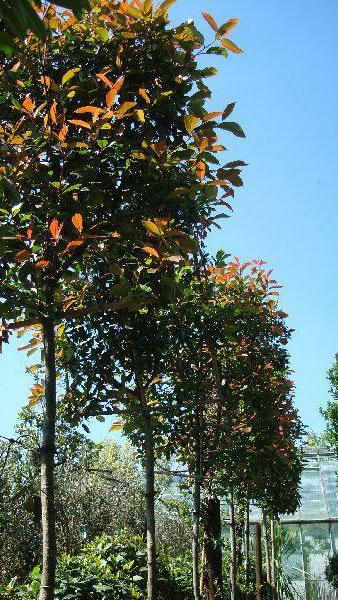 Pleached Photinia Red Robin Trees - perfect for evergreen screening