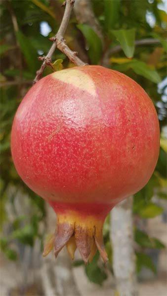 Pomegranate fruit, growing on Punica Granatum, Pomegranate trees for sale at our London garden centre, buy online with UK delivery.