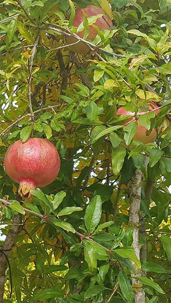 Pomegranate Tree Fruiting, Punica Granatum or Pomegranate trees for sale online with UK delivery.