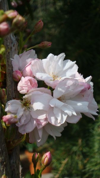 Prunus Amanogawa Flower, Flowering Cherries Buy online
