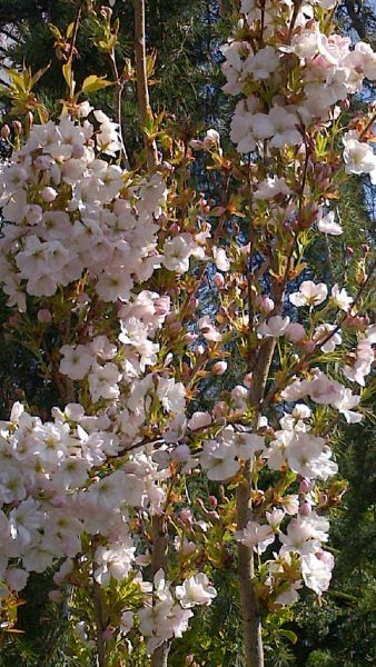 Prunus Amanogawa Flowering Cherry- buy online UK