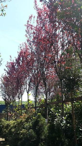 Prunus Cerasifera Serrulata or Myrobalan for sale online UK delivery