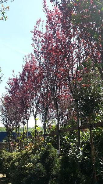 Prunus Cerasifera Serrulata or Myrobalan for sale online UK delivery