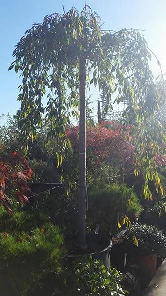 Japanese Weeping cherry tree for sale online, UK