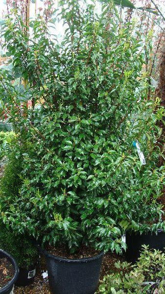 Prunus Lusitanica Angustifolia Shrubs, Buy Online UK