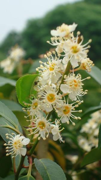 Portuguese Laurel flowering, buy online UK