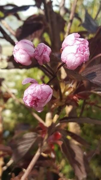 Close up of flower buds of Prunus Serrulata Royal Burgundy, for sale at our UK plant centre