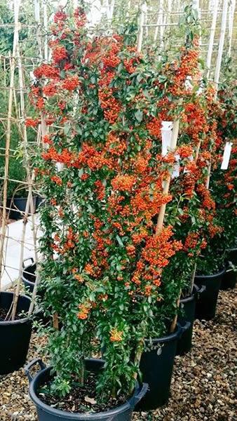 Pyracantha Saphyr Orange berry shrubs for sale online UK