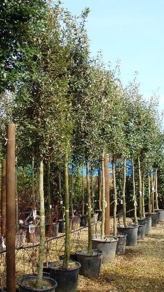 Quercus Ilex Trees, Full Standard, Holm Oak as a standard tree, London specialists in Mediterranean plants, UK 