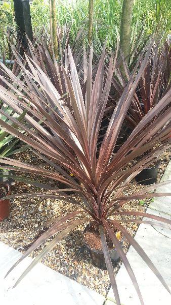 Red cordyline for sale online, UK