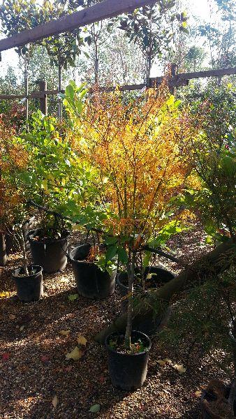 Acer Palmatum Red Pygmy with autumn foliage, buy online, London garden centre, UK delivery