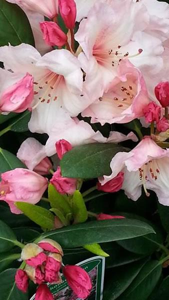 Pale Pink Rhododendrons for sale online