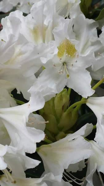Rhododendron Cunninghams, white flowering shrub for sale online UK