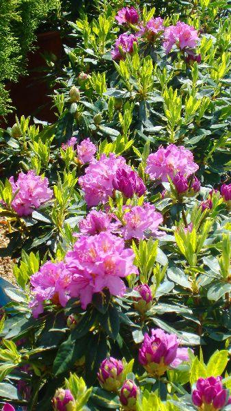 Rhododendron Goldflimmer, buy online Rhododendrons UK