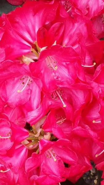 Red flowering Rhododedrons Halfden Lem is for sale at our London plant centre.