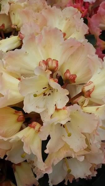 Rhododendron Horizon Monarch for sale online at our London plant centre, UK delivery only.