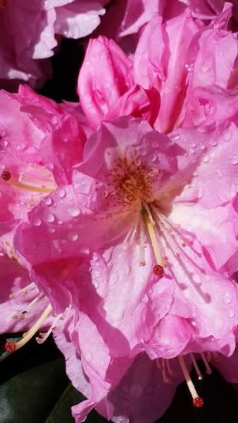 Rhododendrons for sale online, UK delivery