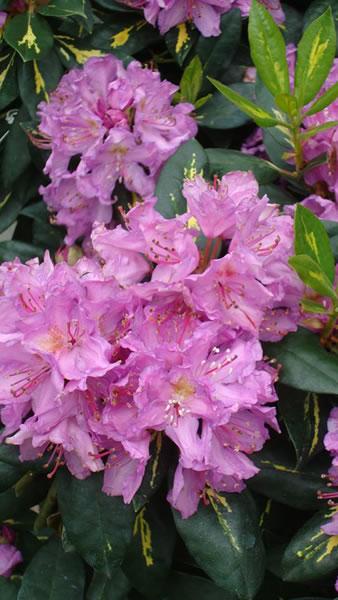 Goldflimmer Rhododendron for sale UK