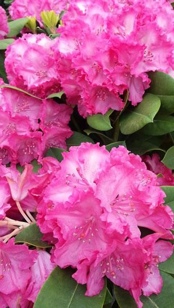 Rhododendrons Germania dark pink flowers - to buy online UK