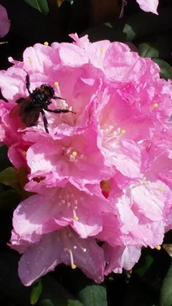 Pink flowering Rhododendron Morning Cloud Yakusimanum buy online UK