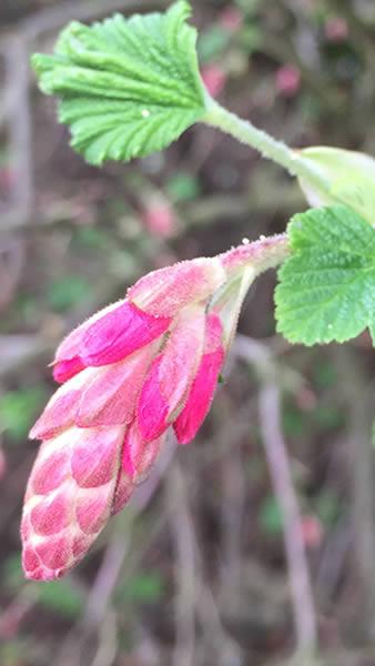 Ribes Sanguineum is also known as red currant, beautiful red buds, profuse flowers, buy UK.