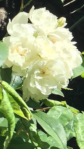 White flowering Rosa Banksiae Alba, quality climbing rose for sale UK