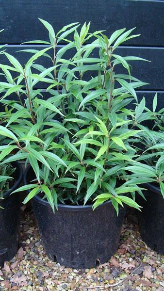Sweet Box or Christmas Box - Sarcococca Hookeriana Digyna