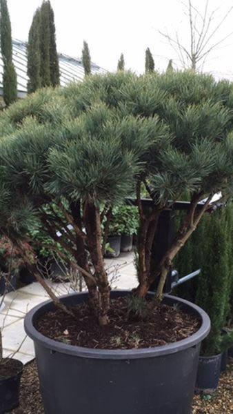 Scots Pine topiary trees with crown-lifted dome. Buy online, London UK