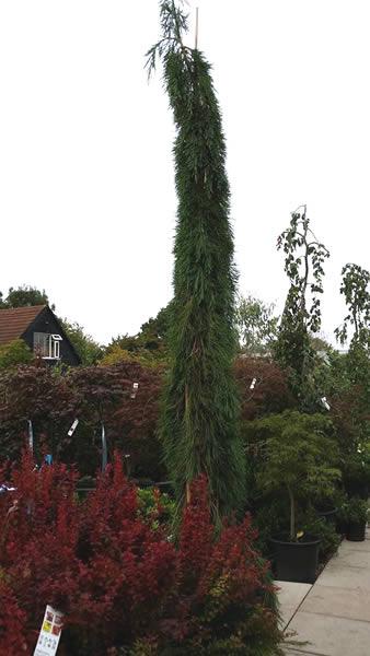 Giant Weeping Sequoia tree, rare and unusual tree to buy online - London UK